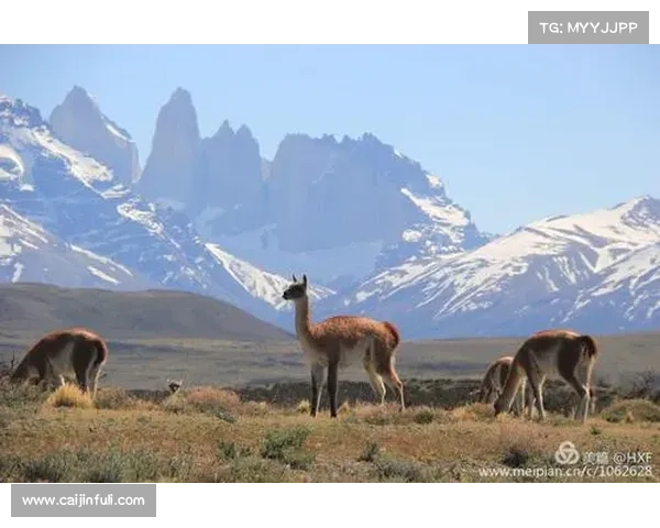 智利大学发布南美足球移民潮社会学研究报告揭示球员流动新趋势 智利大学发布南美足球移民潮社会学研究报告揭示球员流动新趋势